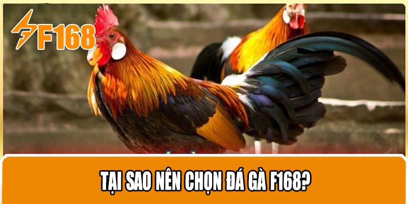 Tại Sao Nên Chọn Đá Gà F168?