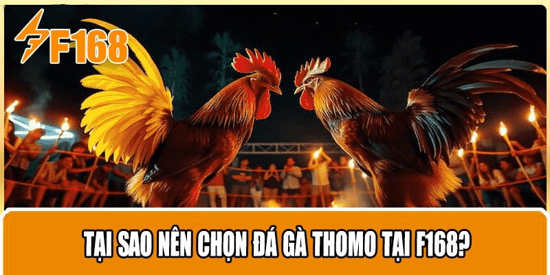 Tại sao nên chọn đá gà thomo tại F168?